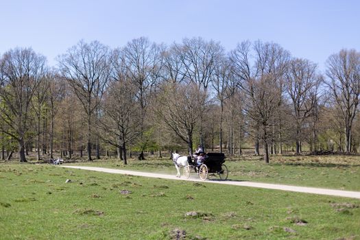 Klampenborg, Denmark - April 21, 2019:  A horse-drawn carriages inside the Deer Park Dyrehaven. Dyrehaven is a forest park north of Copenhagen.