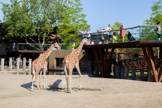 Frederiksberg, Denmark - August 25, 2019: People looking at two giraffes in the outdoor area in Copenhagen Zoo.