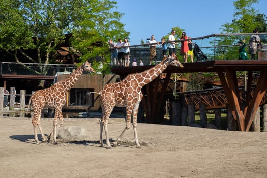 Frederiksberg, Denmark - August 25, 2019: People looking at two giraffes in the outdoor area in Copenhagen Zoo.