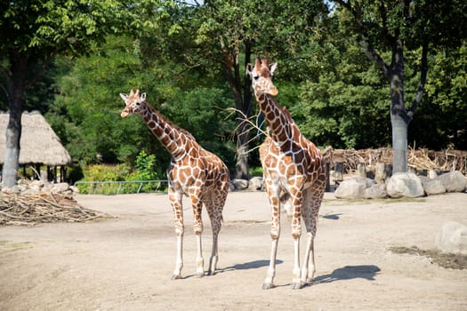 Frederiksberg, Denmark - August 25, 2019: Two giraffes in the outdoor area in Copenhagen Zoo.