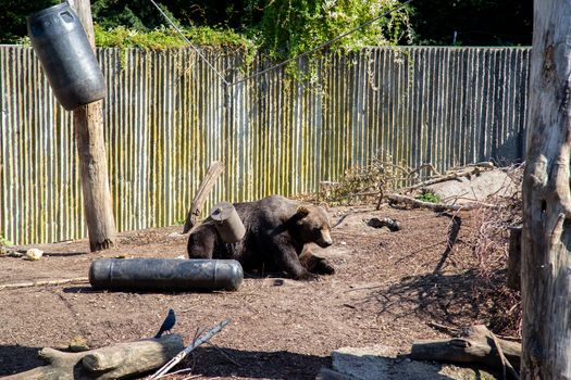 Frederiksberg, Denmark - August 25, 2019: A brown bear in the outdoor area in Copenhagen Zoo.