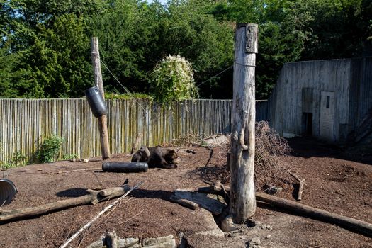 Frederiksberg, Denmark - August 25, 2019: A brown bear in the outdoor area in Copenhagen Zoo.