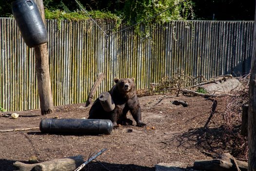 Frederiksberg, Denmark - August 25, 2019: A brown bear in the outdoor area in Copenhagen Zoo.