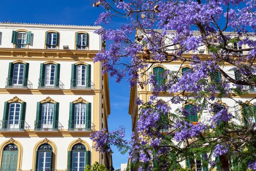 Malaga, Spain - May 23, 2019: Historic buildings and blooming tree on Plaza de La Merced, one of the main squares in the city centre.