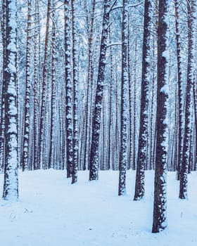 Snowfall in a pine forest on a winter cloudy day. Pine trunks covered with stuck snow.