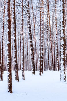 Snowfall in a pine forest on a winter cloudy day. Pine trunks covered with stuck snow.