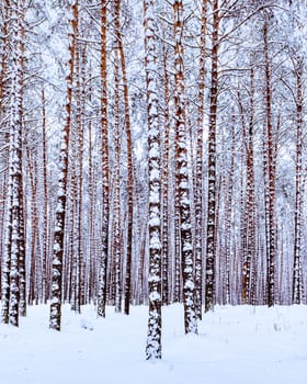 Snowfall in a pine forest on a winter cloudy day. Pine trunks covered with stuck snow.