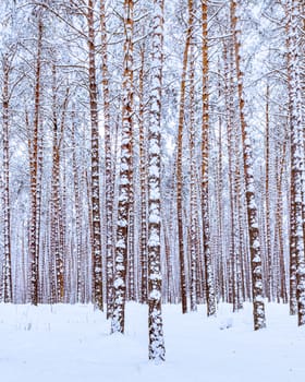 Snowfall in a pine forest on a winter cloudy day. Pine trunks covered with stuck snow.