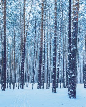 Snowfall in a pine forest on a winter cloudy day. Pine trunks covered with stuck snow.
