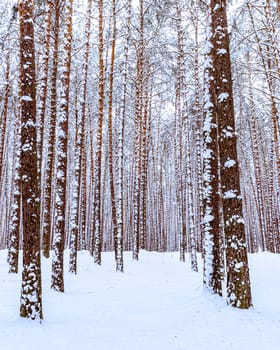 Snowfall in a pine forest on a winter cloudy day. Pine trunks covered with stuck snow.