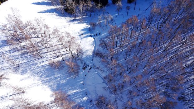 Active recreation of people in the mountains. Top view from the throne. A group of people walking along a trail in a snowy forest in the mountains. The trees cast shadows on the snow. Sunny day.