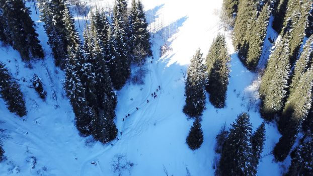Active recreation of people in the mountains. Top view from the throne. A group of people walking along a trail in a snowy forest in the mountains. The trees cast shadows on the snow. Sunny day.