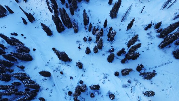 Active recreation of people in the mountains. Top view from the throne. A group of people walking along a trail in a snowy forest in the mountains. The trees cast shadows on the snow. Sunny day.