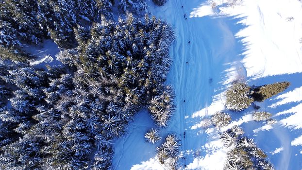 Active recreation of people in the mountains. Top view from the throne. A group of people walking along a trail in a snowy forest in the mountains. The trees cast shadows on the snow. Sunny day.