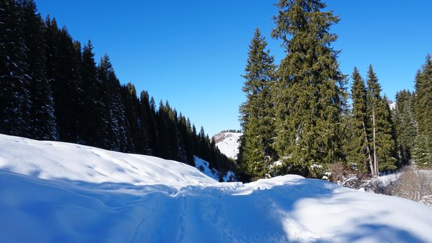 Winter forest in the mountains. Snowflakes shimmer in the sun. Tree branches covered with snow. The shadow of the trees falls on the snow. Bright rays of the sun. A fairy tale in the mountains.