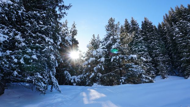 Winter forest in the mountains. Snowflakes shimmer in the sun. Tree branches covered with snow. The shadow of the trees falls on the snow. Bright rays of the sun. A fairy tale in the mountains.
