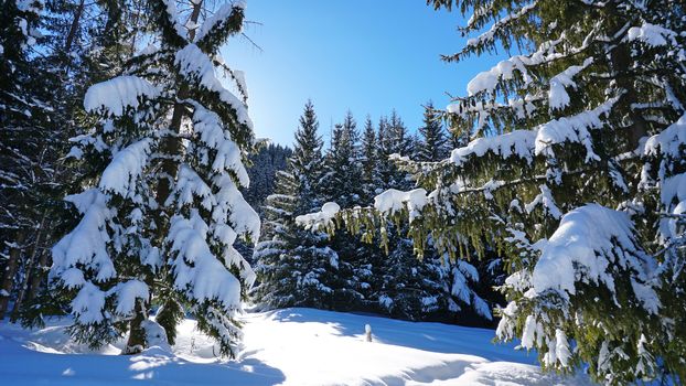 Winter forest in the mountains. Snowflakes shimmer in the sun. Tree branches covered with snow. The shadow of the trees falls on the snow. Bright rays of the sun. A fairy tale in the mountains.