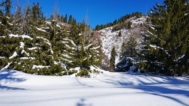 Winter forest in the mountains. Snowflakes shimmer in the sun. Tree branches covered with snow. The shadow of the trees falls on the snow. Bright rays of the sun. A fairy tale in the mountains.