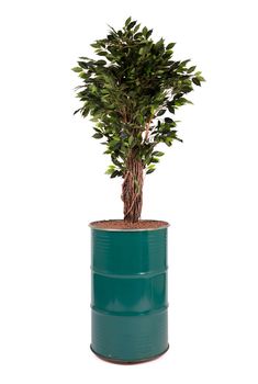 Artificial ficus tree like real as modern evergreen ecological decoration for interiors, isolated