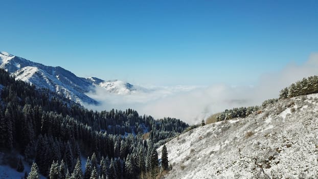 Snow forest in the mountains, above the clouds. View from above, from the drone. Coniferous trees are covered with snow. Clouds float along the gorge. Snowy hills and Sunny day. Tourists in mountains