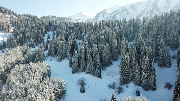 Snow forest in the mountains, above the clouds. View from above, from the drone. Coniferous trees are covered with snow. Clouds float along the gorge. Snowy hills and Sunny day. Tourists in mountains
