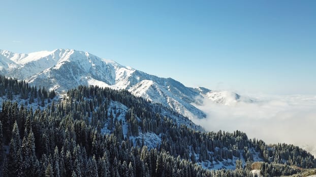 Snow forest in the mountains, above the clouds. View from above, from the drone. Coniferous trees are covered with snow. Clouds float along the gorge. Snowy hills and Sunny day. Tourists in mountains