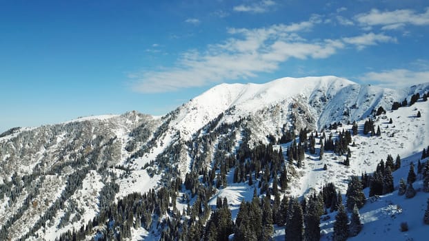 Snow forest in the mountains, above the clouds. View from above, from the drone. Coniferous trees are covered with snow. Clouds float along the gorge. Snowy hills and Sunny day. Tourists in mountains