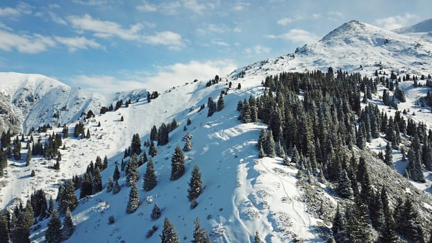 Snow forest in the mountains, above the clouds. View from above, from the drone. Coniferous trees are covered with snow. Clouds float along the gorge. Snowy hills and Sunny day. Tourists in mountains