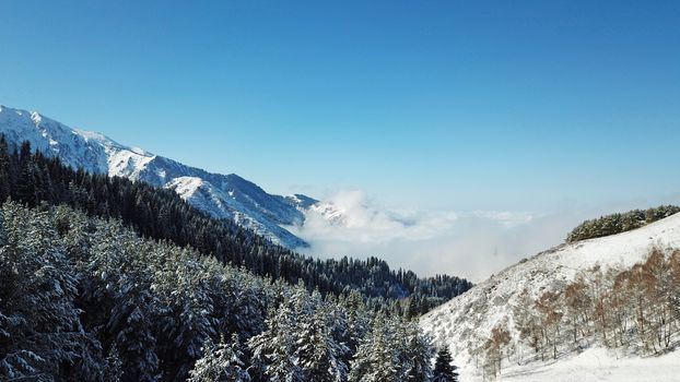 Snow forest in the mountains, above the clouds. View from above, from the drone. Coniferous trees are covered with snow. Clouds float along the gorge. Snowy hills and Sunny day. Tourists in mountains