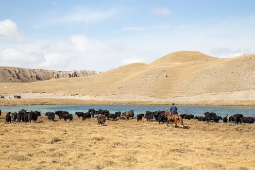 Lake Tulpar, Kyrgyzstan - October 07, 2014: A yak shepherd on a horse and a yak herd.