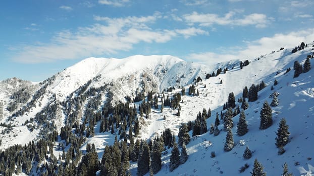 Snow forest in the mountains, above the clouds. View from above, from the drone. Coniferous trees are covered with snow. Clouds float along the gorge. Snowy hills and Sunny day. Tourists in mountains