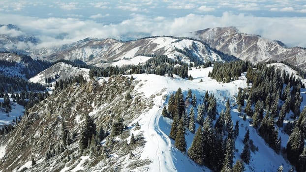 Snow forest in the mountains, above the clouds. View from above, from the drone. Coniferous trees are covered with snow. Clouds float along the gorge. Snowy hills and Sunny day. Tourists in mountains
