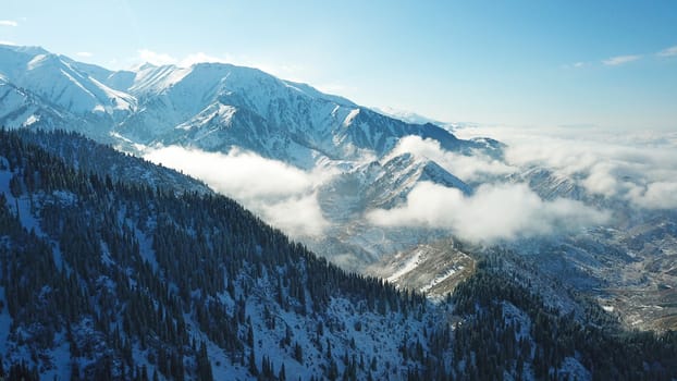 Snow forest in the mountains, above the clouds. View from above, from the drone. Coniferous trees are covered with snow. Clouds float along the gorge. Snowy hills and Sunny day. Tourists in mountains