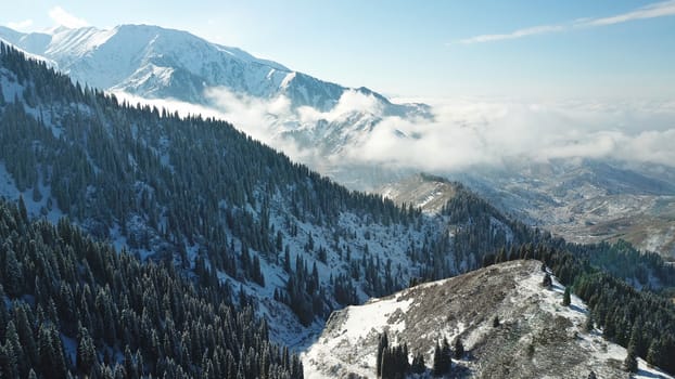 Snow forest in the mountains, above the clouds. View from above, from the drone. Coniferous trees are covered with snow. Clouds float along the gorge. Snowy hills and Sunny day. Tourists in mountains