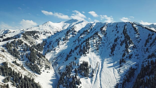 Snow forest in the mountains, above the clouds. View from above, from the drone. Coniferous trees are covered with snow. Clouds float along the gorge. Snowy hills and Sunny day. Tourists in mountains