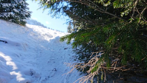Macro photography of coniferous trees under snow. Snowy mountain. Blue sky. Mountain peaks are visible. Green branches under the snow. New year mood. Journey to a fairy tale.