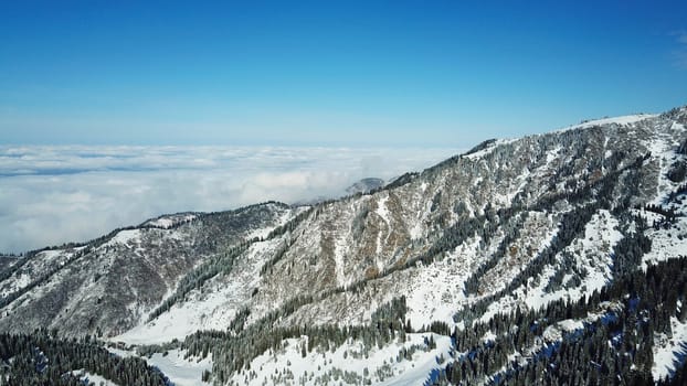 Snow forest in the mountains, above the clouds. View from above, from the drone. Coniferous trees are covered with snow. Clouds float along the gorge. Snowy hills and Sunny day. Tourists in mountains