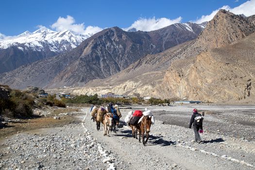 Jomsom, Nepal - November 3, 2014: Group of donkeys carrying luggage and a female hiker on the Annapurna Circuit