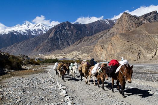 Jomsom, Nepal - November 3, 2014: Group of donkeys carrying luggage on the Annapurna Circuit