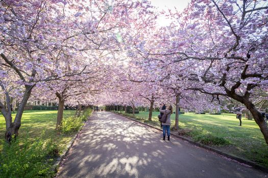 Copenhagen, Denmark - April 20, 2016: People enjoying the cherry tree blossoming at Bispebjerg cemetery