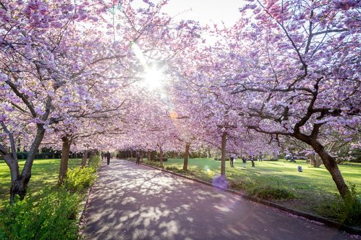 Copenhagen, Denmark - April 20, 2016: People enjoying the cherry tree blossoming at Bispebjerg cemetery