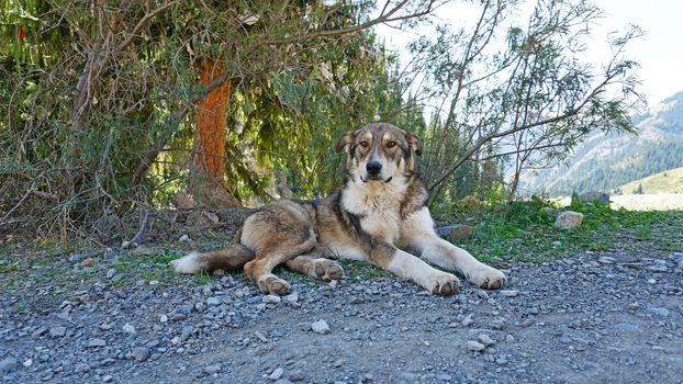 The dog is lying under a tree in the shade. Hiding from the heat, from the sun. Coniferous trees, green grass and hills. The dog is resting. Brown eyes, gray fur, sometimes white. Like a wolf.