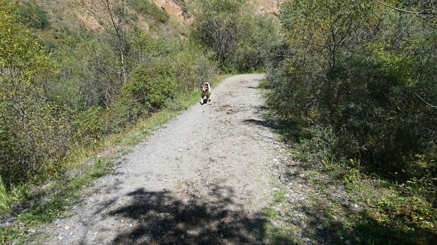 A big dog runs along the road. The breed is similar to the Alabai. Dirt road, flanked by trees, bushes and grass. Shadows from trees fall on the road.