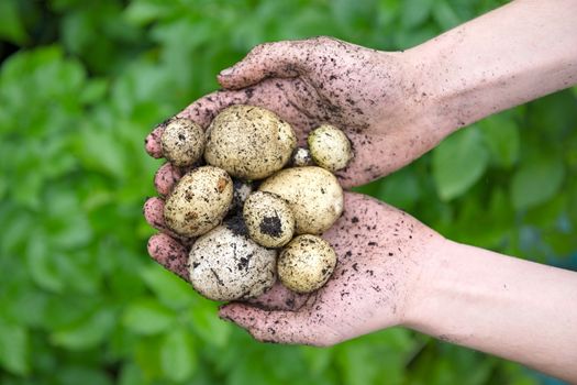 Home grown planted seed potatoes held in a pair of youthful hands in front of the vibrant green leaves of the potato plants. Overhead view.