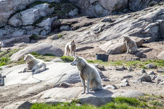 Ilulissat, Greenland - June 30, 2018: Sled dogs chained to the ground. Around 3,500 sled dogs live in Ilulissat.