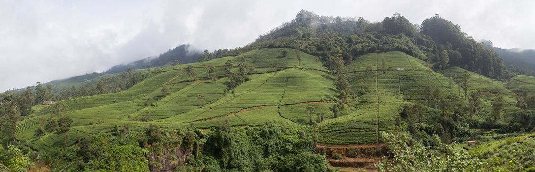 Nuwara Eliya, Sri Lanka - August 6, 2018: Panoramic view of the green tea fiels of the Edinburgh tea plantation