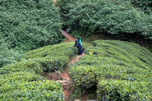 Nuwara Eliya, Sri Lanka - August 7, 2018: A tea plantation worker picking tea leafs