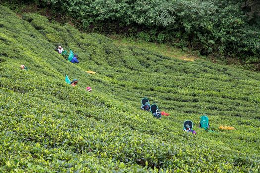 Nuwara Eliya, Sri Lanka - August 7, 2018: Tea plantation workers picking tea leafs