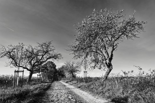 Rural landscape with a paved road and deciduous trees during autumn in Poland, monochrome