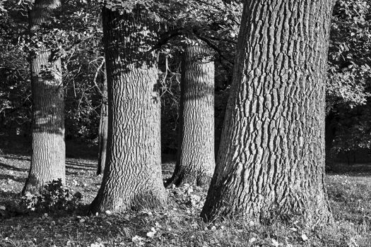 The bark on the trunk of oaks during autumn in Poland, monochrome